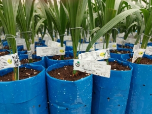 تصویر صادرات۲ میلیون اصله نهال کشور؛ افزایش ظرفیت تولید داخلی