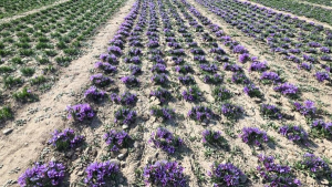 تصویر افزایش سطح زیر کشت زعفران در ساوجبلاغ