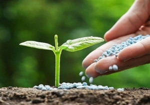 تصویر توزیع 4800 تن کود شیمیایی در البرز