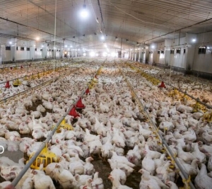 تصویر تدوین الگوی بهینه مصرف مکمل‌ ویتامینی در جیره جوجه‌های گوشتی