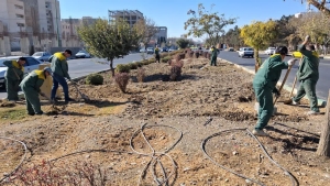 تصویر حفظ و نگهداری از درختان از اولویت‌های مهم حوزه فضای سبز فردیس است