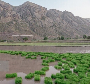 تصویر مصرف آب در کشاورزی به میزان پیش‌بینی شده سال ۱۴۱۱ رسیده است