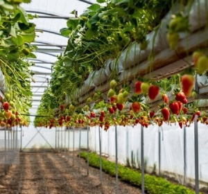 تصویر افزایش شدید هزینه ساخت گلخانه و حرکت سرمایه به سمت طلا