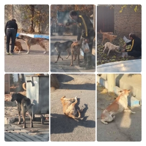 تصویر اجرای طرح زنده‌گیری سگ‌های بلاصاحب در شهر کوهسار