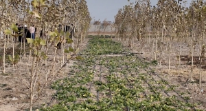 تصویر " افتتاح کشت تلفیقی یا آگروفارستری برای نخستین بار در  چهارباغ "