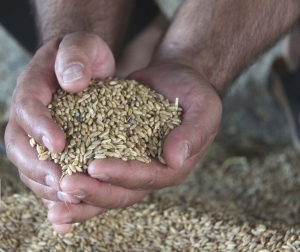 تصویر غربالگری نمونه های بومی و زراعی؛ تلاش برای توسعه ارقام مقاوم به خشکی در کشور