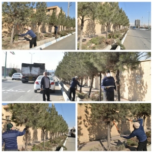 تصویر هرس درختان کاج در بلوار ولایت؛ گامی نو در حفظ طراوت گلسار