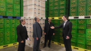 تصویر ذخیره ۶۰۰ تن میوه طرح تنظیم بازار شب عید در البرز؛ توزیع از ۱۸ اسفند