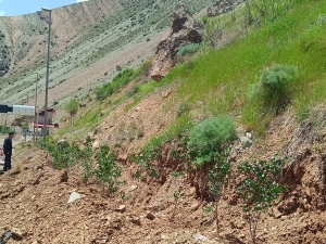 تصویر کاشت آزمایشی درختچه ارغوان و سرو در حاشیه محور کرج–کندوان