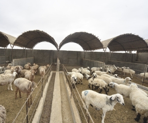 تصویر سرمایه‌گذاری۱۶۰ میلیارد تومانی برای تکمیل زنجیره ارزش دامپروری البرز