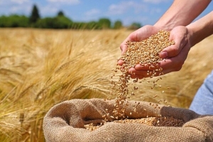 تصویر خرید تضمینی ۱۵ هزار تن گندم در البرز