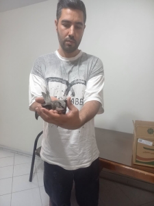 تصویر نجات جوجه بادخورک با مشارکت دوستداران طبیعت