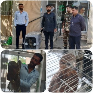 تصویر انتقال عقاب آسیب‌دیده برای تیمار و بازپروری از ساوجبلاغ