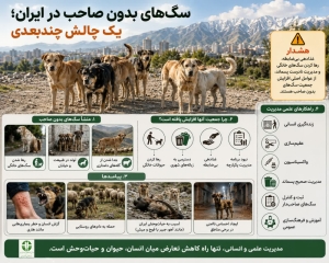 تصویر سگ‌های خیابانی از چالش‌های مهم زیست‌محیطی، بهداشتی و اجتماعی ایران هستند