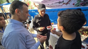 تصویر برگزاری اولین جشنواره آلبالو روستای لیلستان
