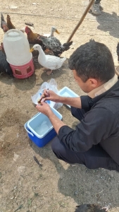 تصویر اجرای طرح جهادی دامپزشکی در روستاهای شهرستان چهارباغ
